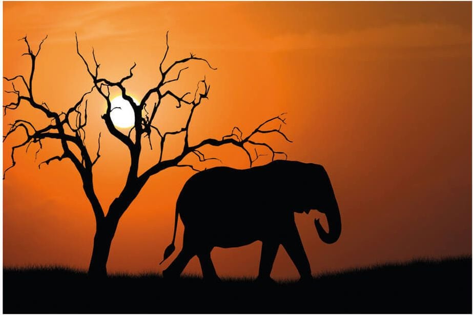 Wandbild Paperflow Out of Africa PHT07C, 65x98cm (HxB), Plexiglas