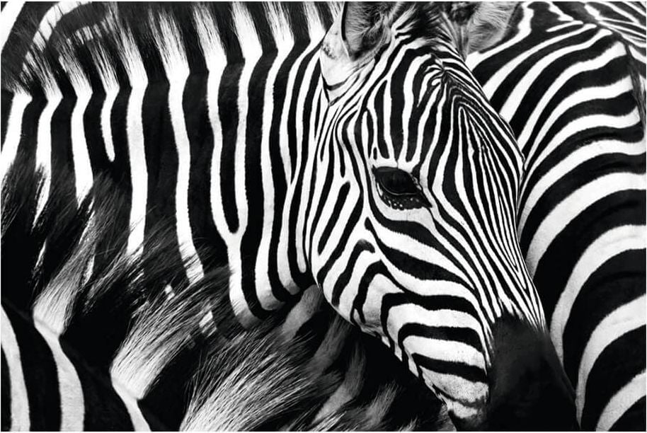 Wandbild Paperflow Zebra PHT06C, 65x98cm (HxB), Plexiglas